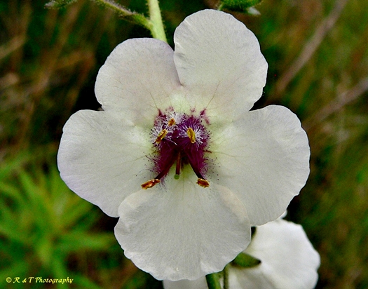 {Verbascum blattaria}